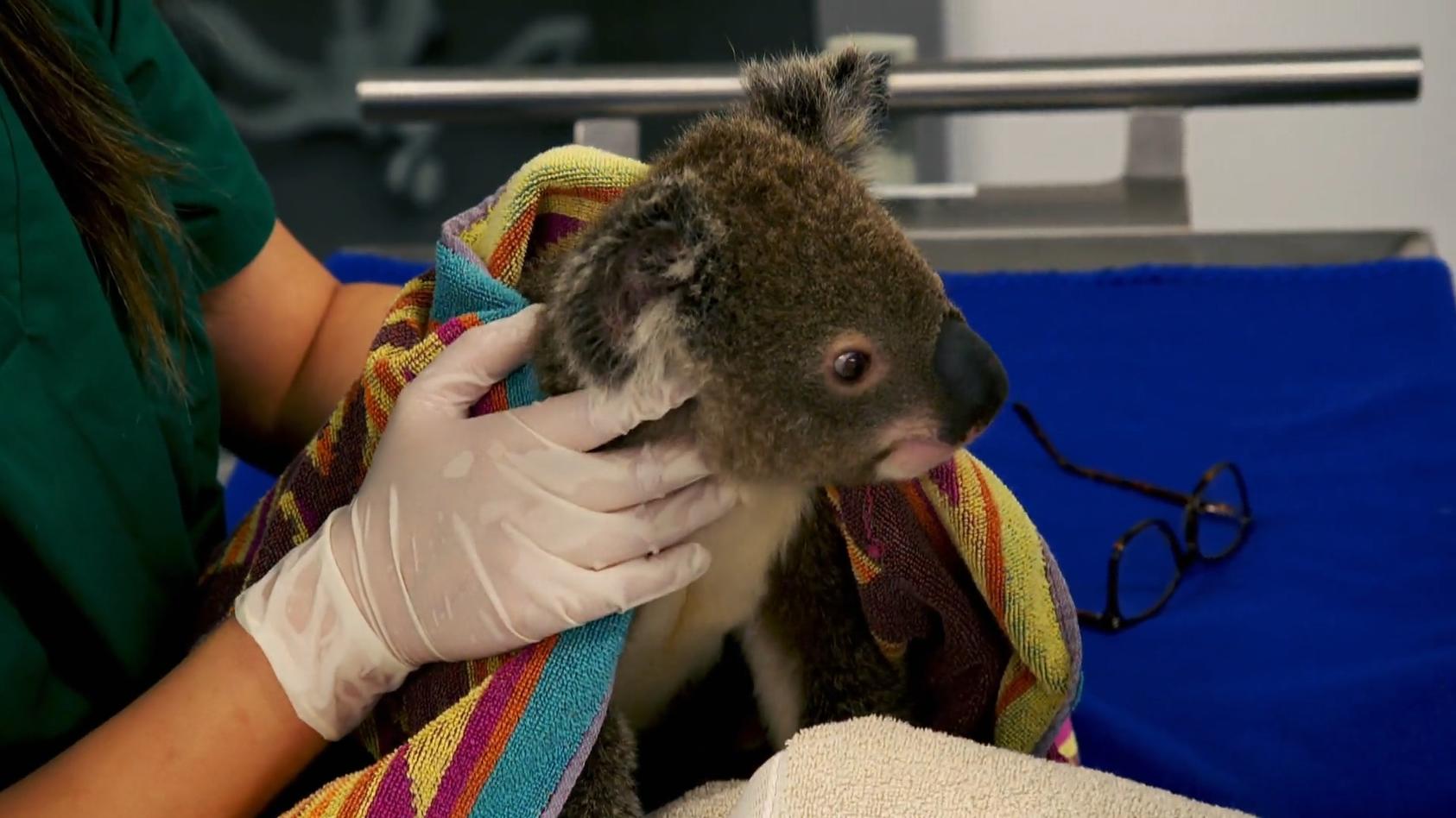 exklusive-einblicke-zu-besuch-im-koala-krankenhaus