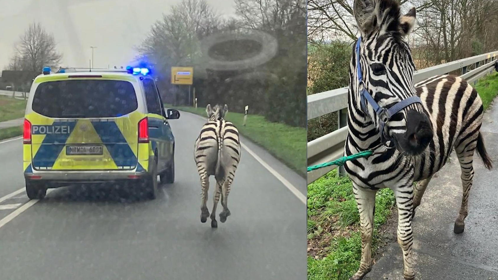 bei-geldern-am-niederrhein-polizei-fangt-ausgebrochene-zebras-ein
