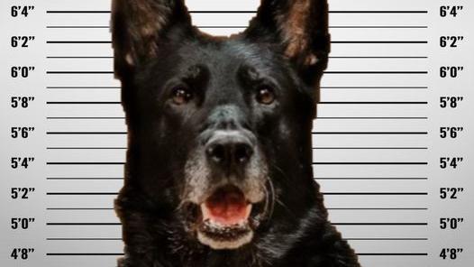 Mugshot: Der Hund soll das Mittagessen geklaut haben