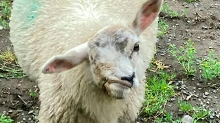 SONDERKONDITIONEN: Satzpreis!Cops have launched a ‘lamb-hunt’ to find thieves who stole Britain’s ugliest sheep – called Scuzzy. See SWNS story SWSMsheep. The nine-month-old Texel breed was last seen on January 6 playing in a field near her home in Northumberland. She was born with deformed features which means she only has one eye and her mouth is twisted into a bizarre grimace. Her owner Michelle Pouton affectionately named her ‘Scuzzy’ and kept her as a pet on the farm she runs.  / action press