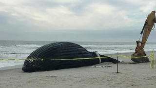 SONDERKONDITIONEN: Satzpreis! Angeschwemmt: Der Kadaver eines über zehn Meter langen Buckelwals am Strand von Nassau  --  Video grab as a deceased humpback whale was spotted on a New York State beach after it washed up overnight. Emergency services cordoned off the area as animal experts conducted an autopsy on the whale. See SWNS story SWFSnassau. Footage shows the fenced-off area as many locals made their way to the beach to see the humpback. Diggers and other heavy machinery were seen moving sand around the whale. Locals have said that the whale was buried in the sand dunes after the autopsy took place. Nick Perrotta said: "I was working in Lido Beach this morning and heard helicopters flying over the beach.  / action press