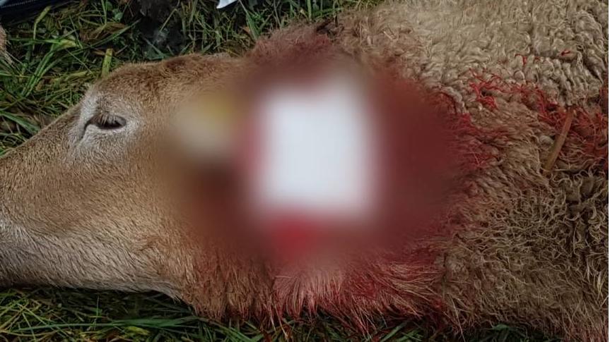 Für dieses Schaf kam nach der Rottweiler-Attacke jede Hilfe zu spät.