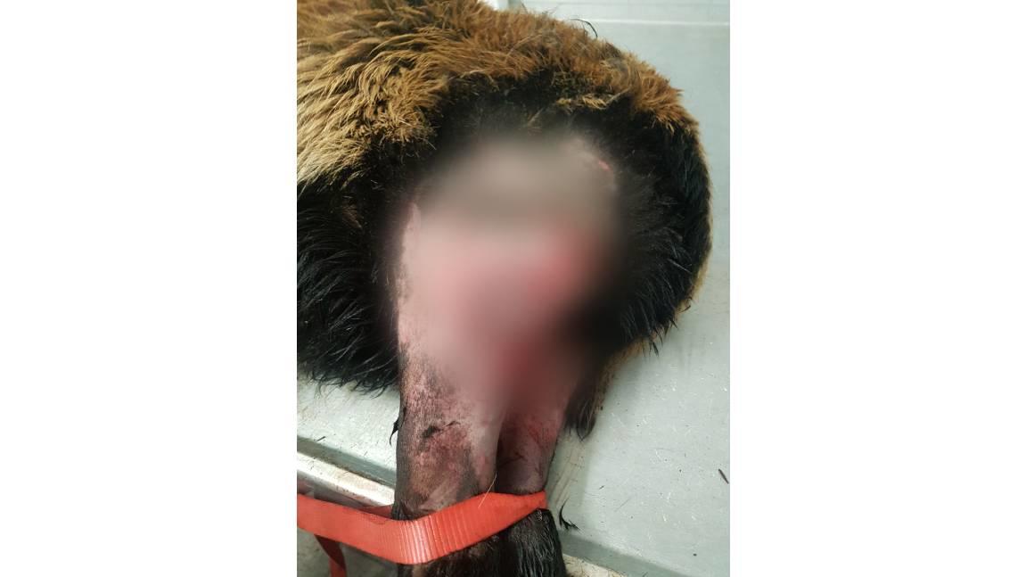 Der  Tierarzt Jörg Skur kümmert sich noch am selben Tag um die verletzten Schafe, die teils schwere Bisswunden an den Ober- und Unterschenkeln,  am Hals und Genitalien davontrugen.