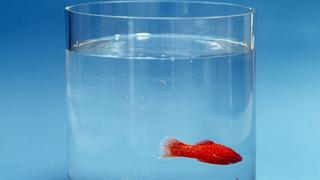 Ein kleiner Goldfisch in einem Wasserglas. (Undatierte Aufnahme).
