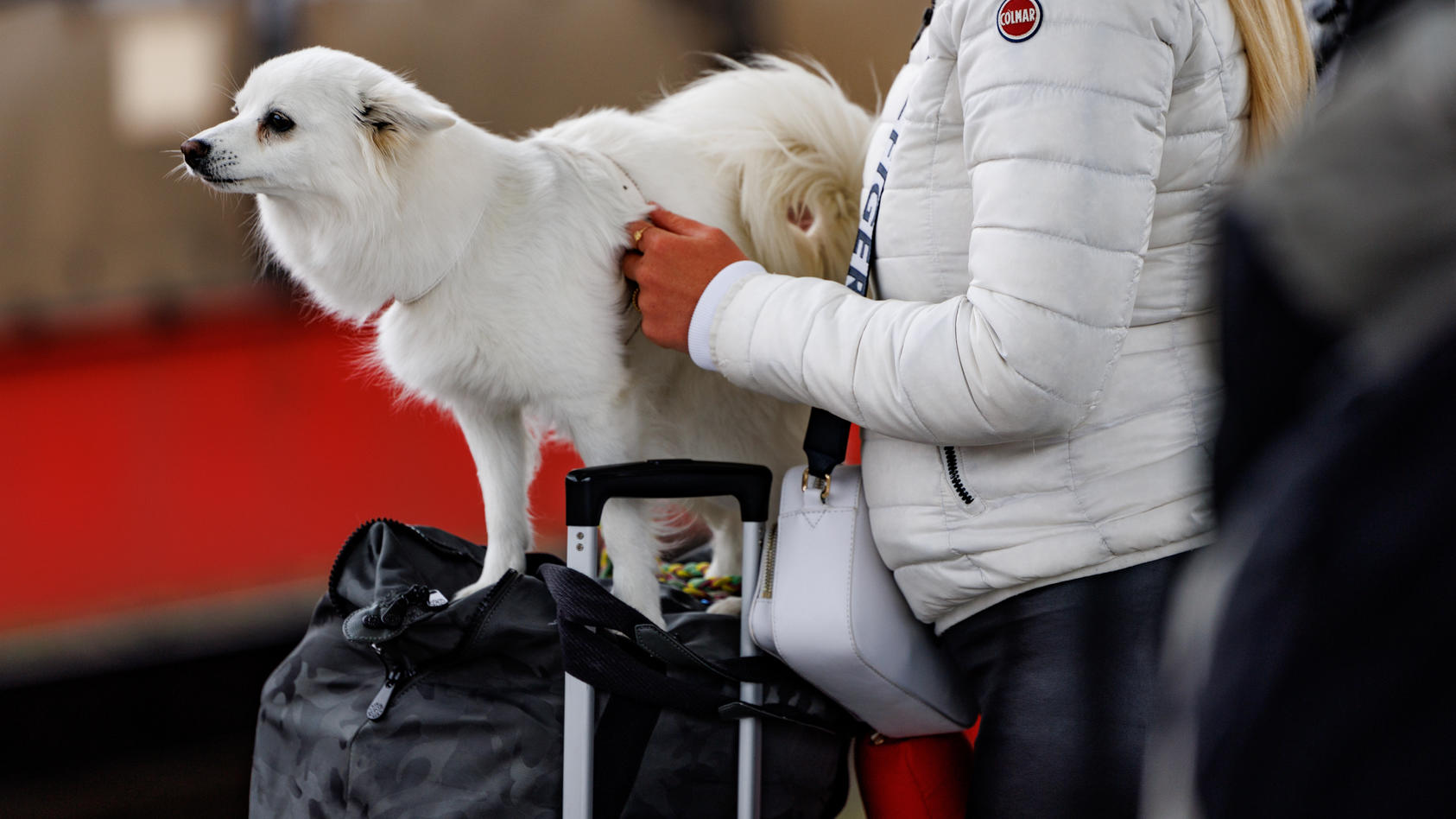 Eine Frau geht mit einem Hund und Reisegepäck am Bahnsteig des Bahnhofs Westerland auf Sylt entlang. Durch die Einführung des 9-Euro-Tickets haben sich die traditionell hohen Touristenzahlen an Pfingsten noch einmal erhöht.