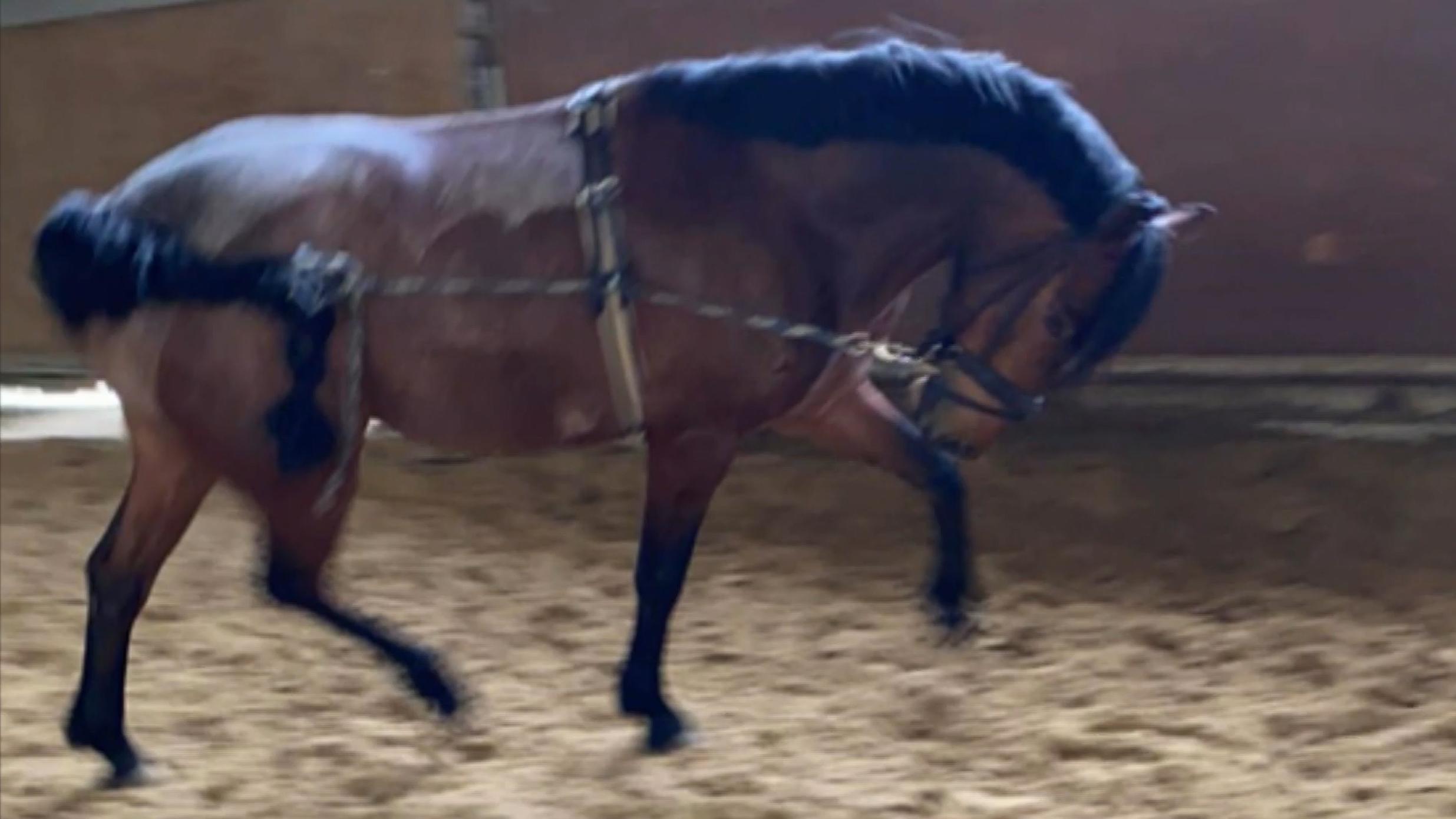 Aufnahmen zeigen, wie ein Pferd an Zügel und Schwanz zusammengebunden herumgescheucht wird.