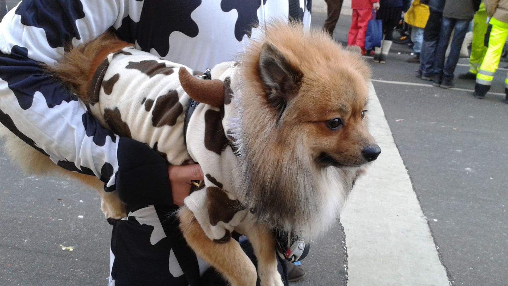 Hund im Kostüm