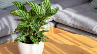 Die schönste Calathea und Korbmarante.