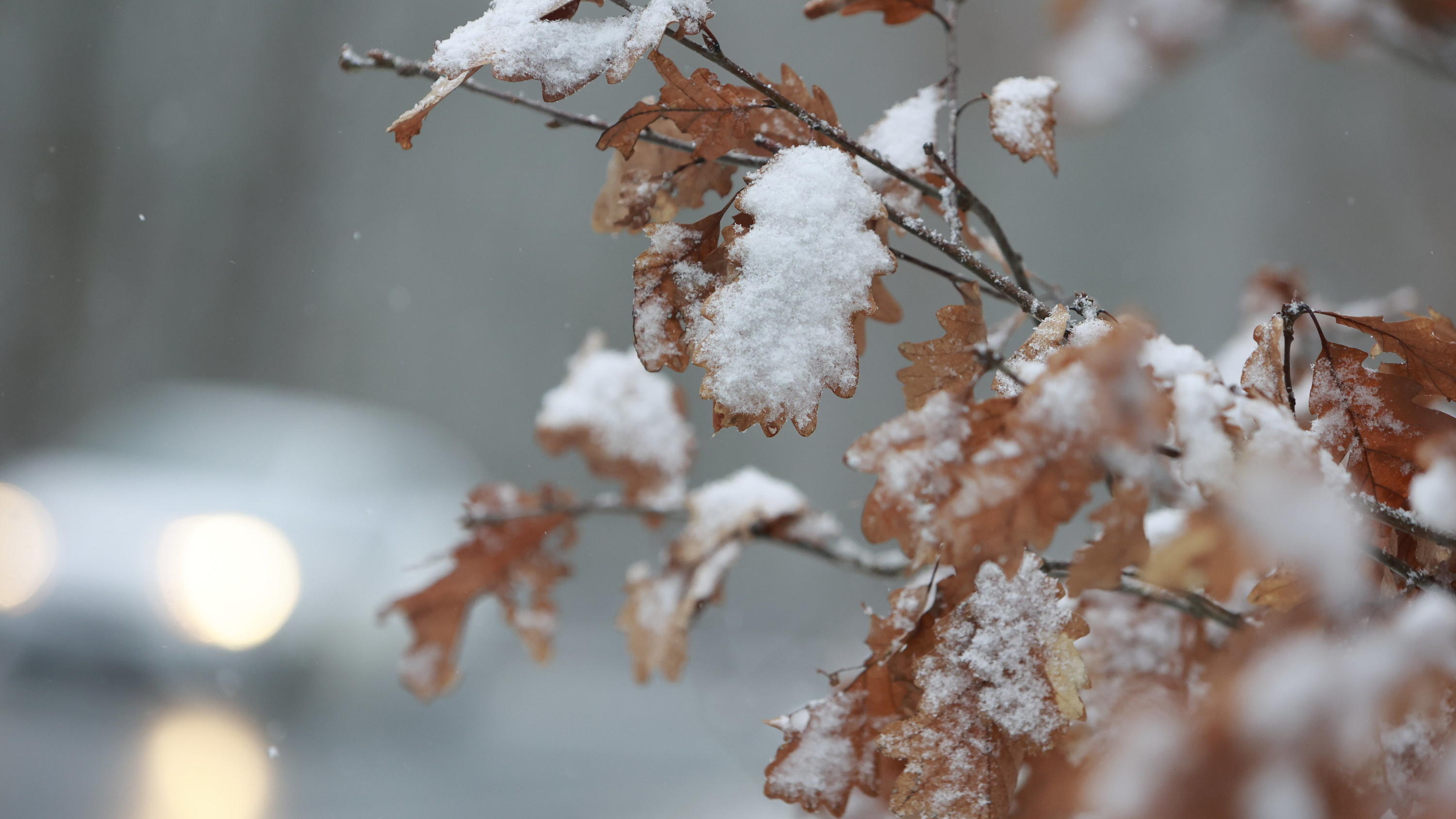 25.02.2023, Sachsen-Anhalt, Gernrode: Schneebedeckt sind Laubblätter an einer Landstraße bei Gernrode. Das Wetter im Harz ist wolkenreich, Schnee und Regen wechseln sich ab. Die Temperaturen bleiben um den Gefrierpunkt. Foto: Matthias Bein/dpa +++ dp