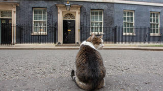 February 21, 2023, London, England, United Kingdom: UK Prime MinisterÃƒÃ¢Ã¢ s officeÃƒÃ¢Ã¢ s cat Larry is seen outside 10 Downing Street. London United Kingdom - ZUMAs262 20230221_zip_s262_128 Copyright: xTayfunxSalcix