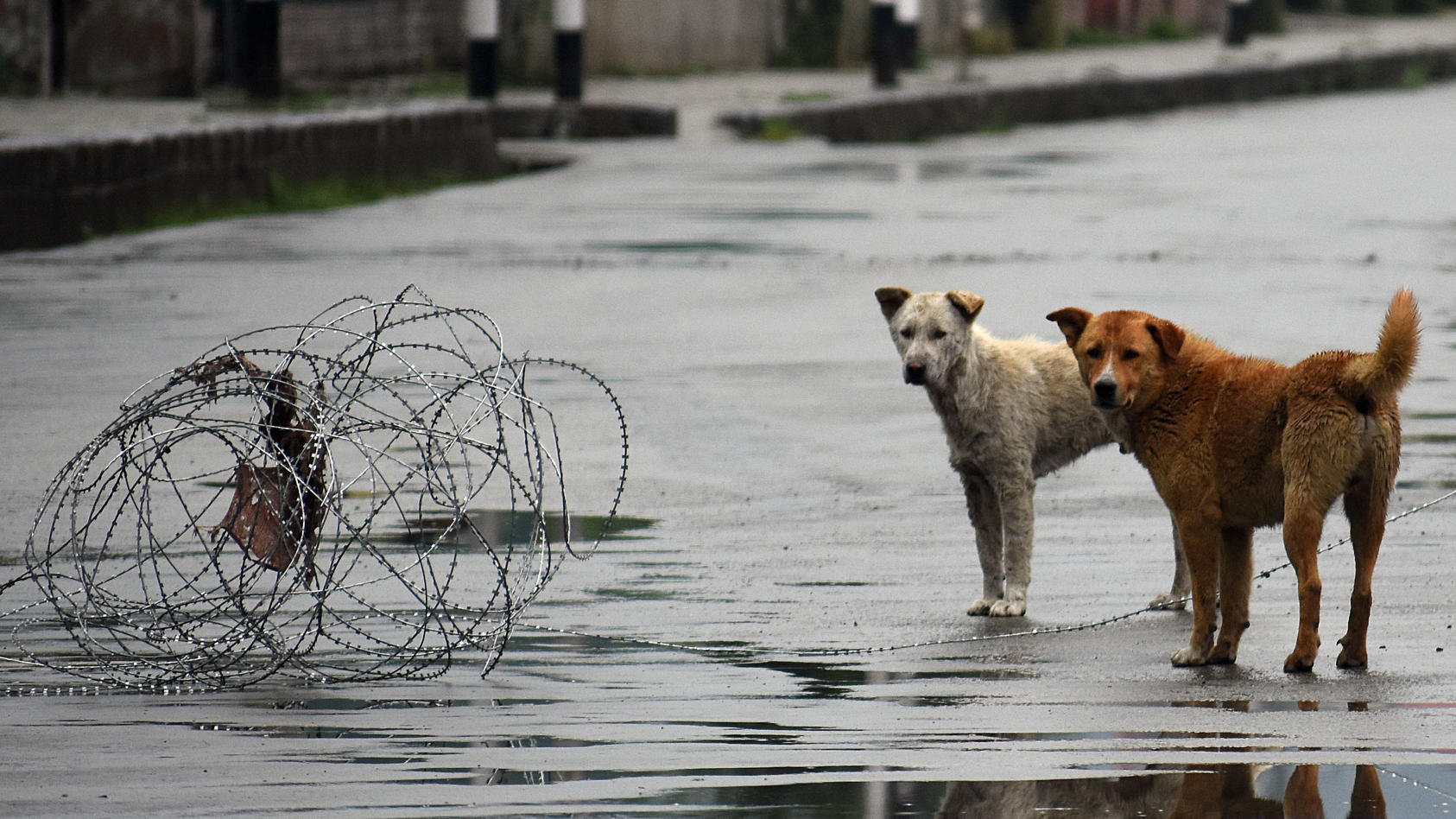 SRINAGAR, KASHMIR, INDIA - MAY 31: Stray dogs are seen on the main road in commercial hub of Srinagar, Kashmir on May 31, 2020. India authorities extended the lockdown in containment zones till June 30 and said all economic activities can restart in 