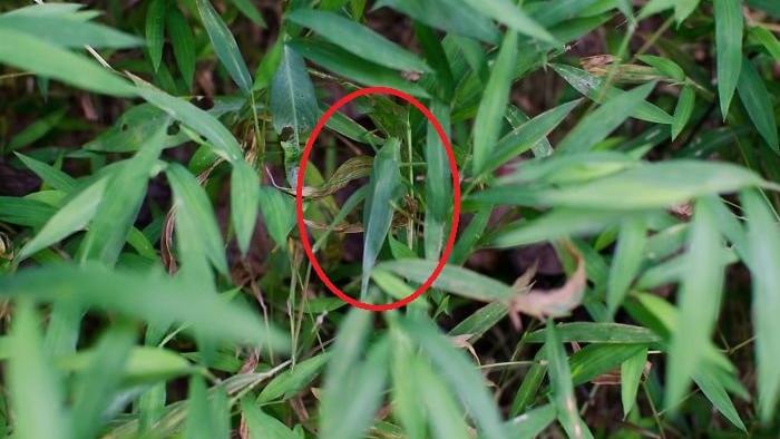 Auflösung Suchbild Grashüpfer