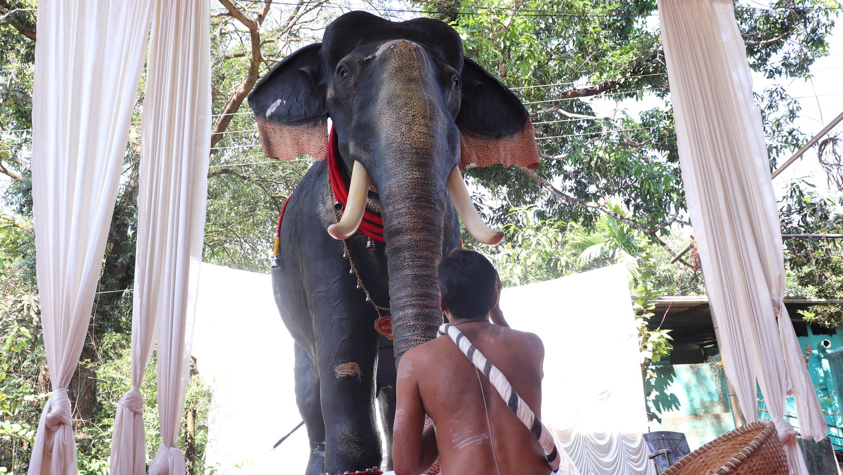26.02.2023, Indien, Thrissur: Ein Mann sitzt in einem hinduistischen Tempel im Bundesstaat Kerala vor einem lebensgroßen mechanischen Elefanten. Aus Gründen des Tierschutzes soll bei religiösen Zeremonien zukünftig das unechte Tier zum Einsatz kommen