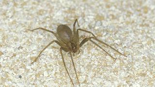 Loxosceles-Spinne