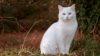 Katzen