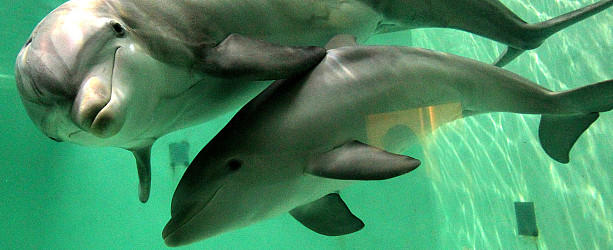 Internationales Forscherteam findet heraus: Delfine betreiben Hautpflege.