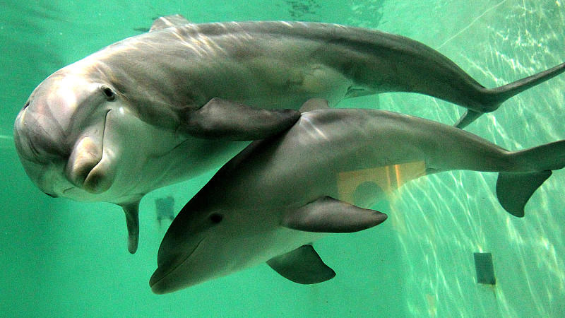 Symbolbild: Delfin-Mutter mit Nachwuchs im Duisburger Zoo.