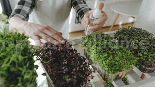 Microgreens