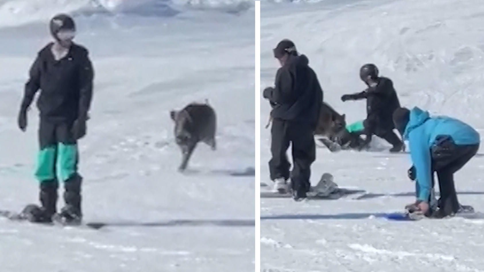 schweine-attacke-auf-der-piste-wildsau-greift-gruppe-snowboarder-an
