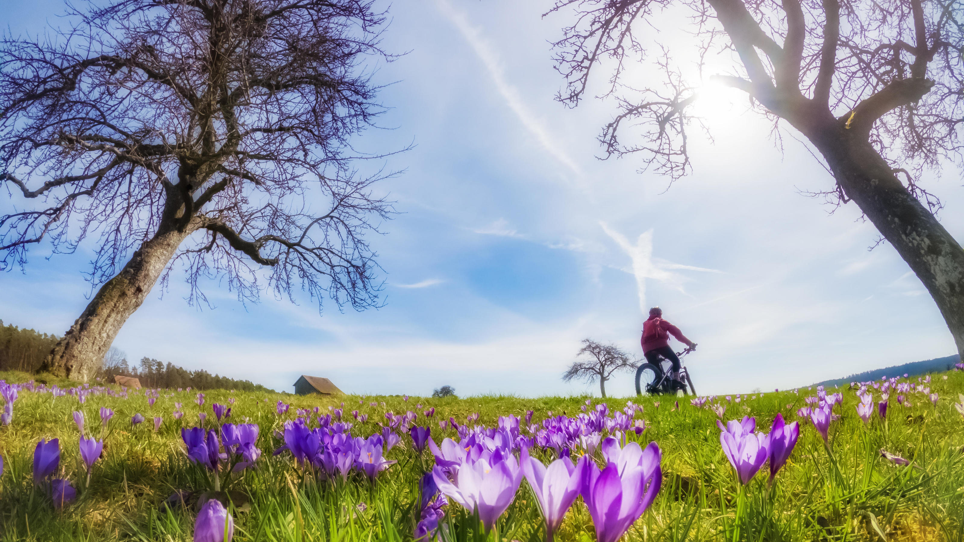 Fröhliche junge Frau, die im Frühjahr mit ihrem elektrischen Mountainbike auf einer Wiese mit bunt blühenden Krokussen unterwegs ist || Modellfreigabe vorhanden