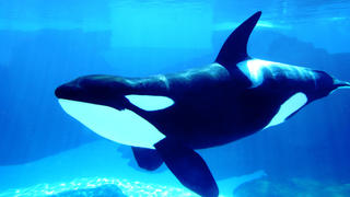 Orca im Wasser
