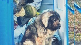 Der Herdenschutzhund wird verängstigt an einem Altkleidercontainer gefunden. Ob die Besitzer ihn aufgebrochen haben, dazu konnte die Polizei noch nichts sagen.