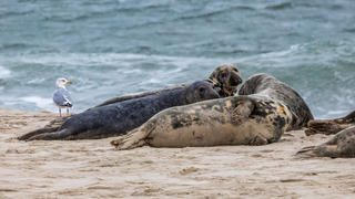 HANDOUT - 15.03.2023, USA, Monomoy Island: Eine Heringsmöwe und Kegelrobben auf Monomoy Island. In den USA hat es ein Massensterben unter Robben im Zuge der aktuell kursierenden Vogelgrippe gegeben. (zu dpa «US-Analyse: Vogelgrippe lässt Hunderte Robben verenden») Foto: Milton Levin/Permit # NMFS 21719-01/Tufts/dpa - ACHTUNG: Nur zur redaktionellen Verwendung im Zusammenhang mit der aktuellen Berichterstattung und nur mit vollständiger Nennung des vorstehenden Credits +++ dpa-Bildfunk +++