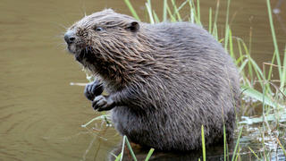 ARCHIV - 15.07.2009, Düren: Ein Biber sitzt im Wasser. Nach der Rückkehr des Bibers in Hessen nimmt der Bestand immer weiter zu, wie Naturschützer hocherfreut beobachten. Naturschutzbehörden haben 2022 hessenweit rund 40 Fälle mutwilliger Zerstörung von Biberbauten registriert. Das geht aus einer Antwort des Umweltministeriums in Wiesbaden auf eine parlamentarische Anfrage der SPD-Landtagsfraktion hervor. (zu dpa: «Immer wieder werden Biberbauten mutwillig zerstört») Foto: Felix Heyder/dpa +++ dpa-Bildfunk +++
