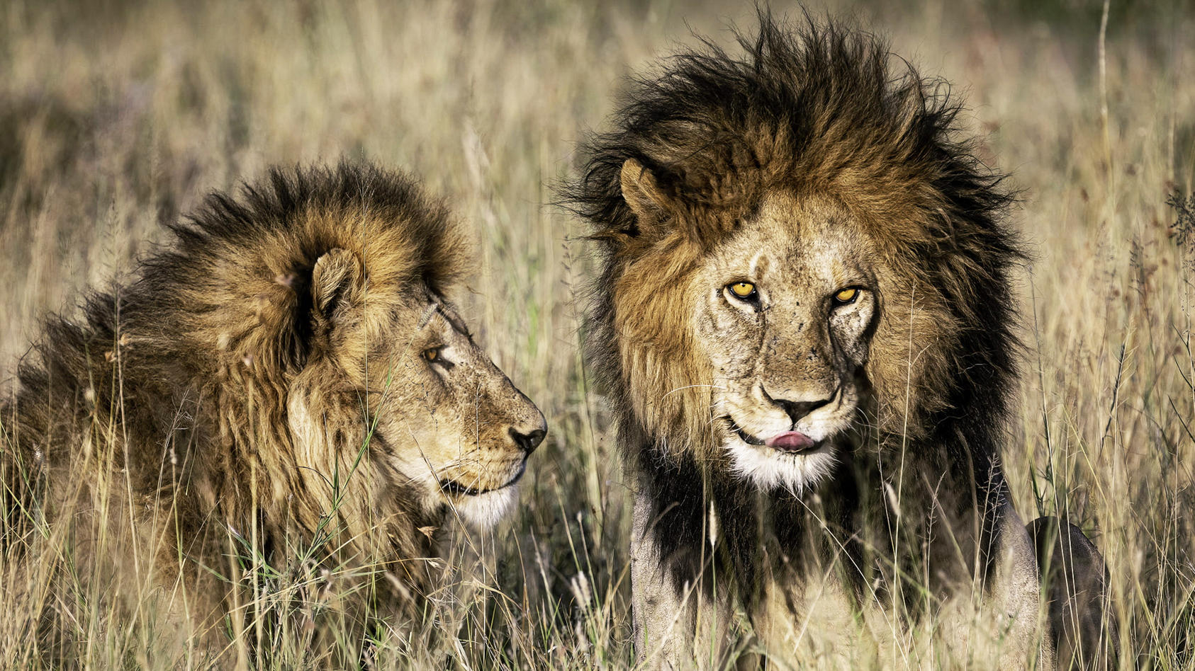 Bob Junior und sein Bruder Tryggve herrschten jahrelang gemeinsam über das "Serengeti-Reich".