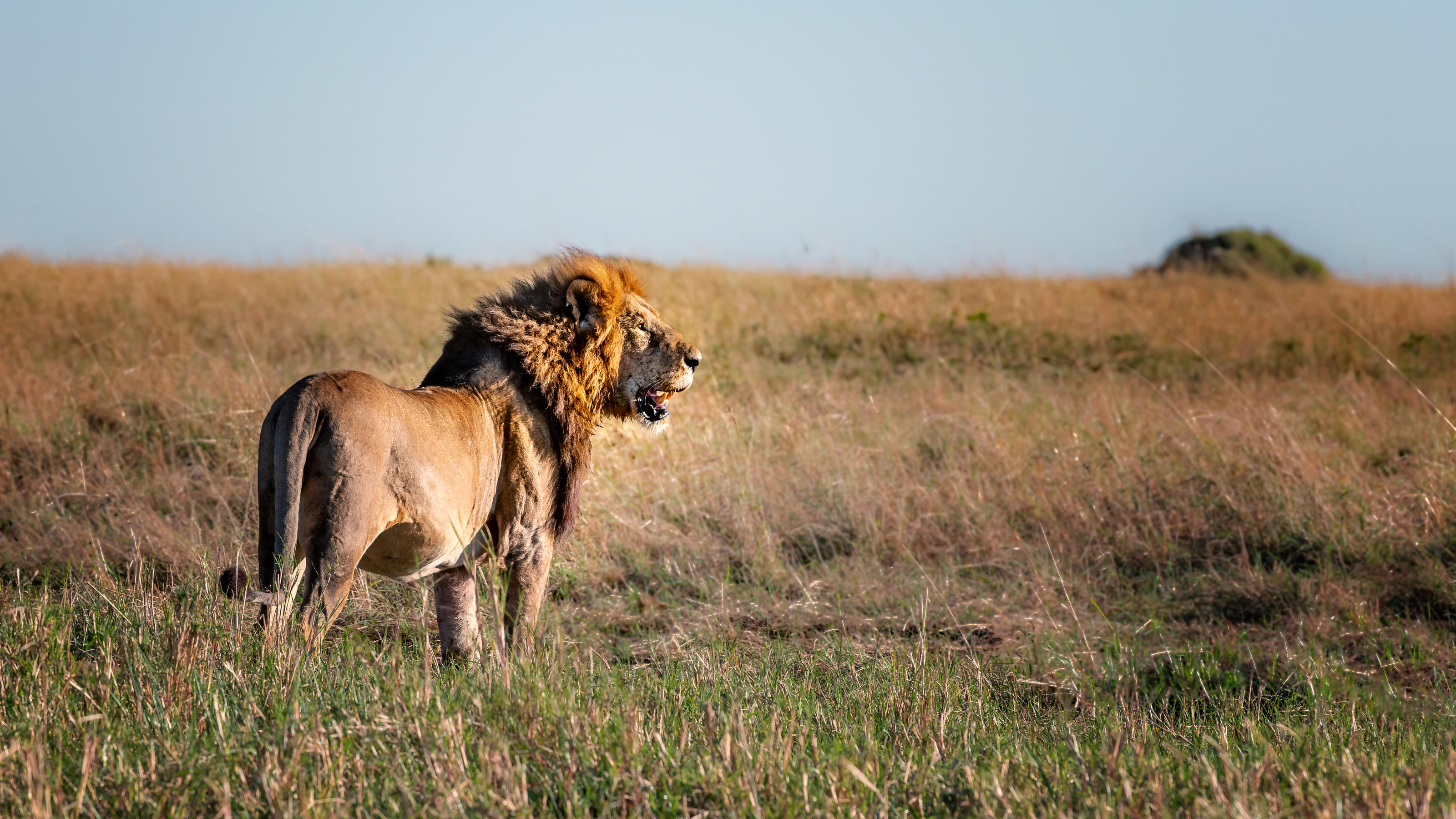 Er war eine der Hauptattraktionen des Serengeti-Nationalparks: Bob Junior, auch Snyggve genannt.