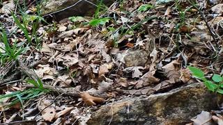 Optische Täuschung. In den Blättern versteckt sich eine Schlange. Entdecken Sie das Tier in zehn Sekunden?