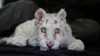 Dieses seltene weiße Tiger-Weibchen wurde in den Mülltonnen des Zoos von Athen entsorgt.