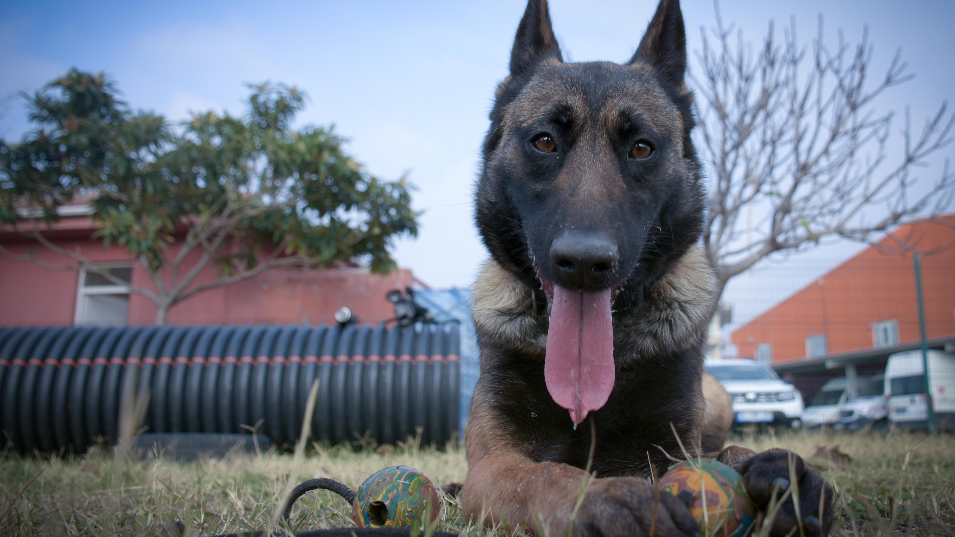 Junghund Milow war von der Hunderasse wohl ein Malinois. Die sind mit dem Belgischen Schäferhund verwandt. Vom Wesen beschützen sie ihre Familie und das Haus. Wollte Milow gleich auf alle sechs Stockerwerke aufpassen?