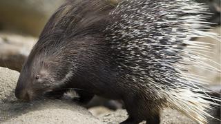 A young porcupine (hystrix africae australis), born on 24 April is pictured in the zoo in Basel, Switzerland, 11 August 2010. EPA/GEORGIOS KEFALAS