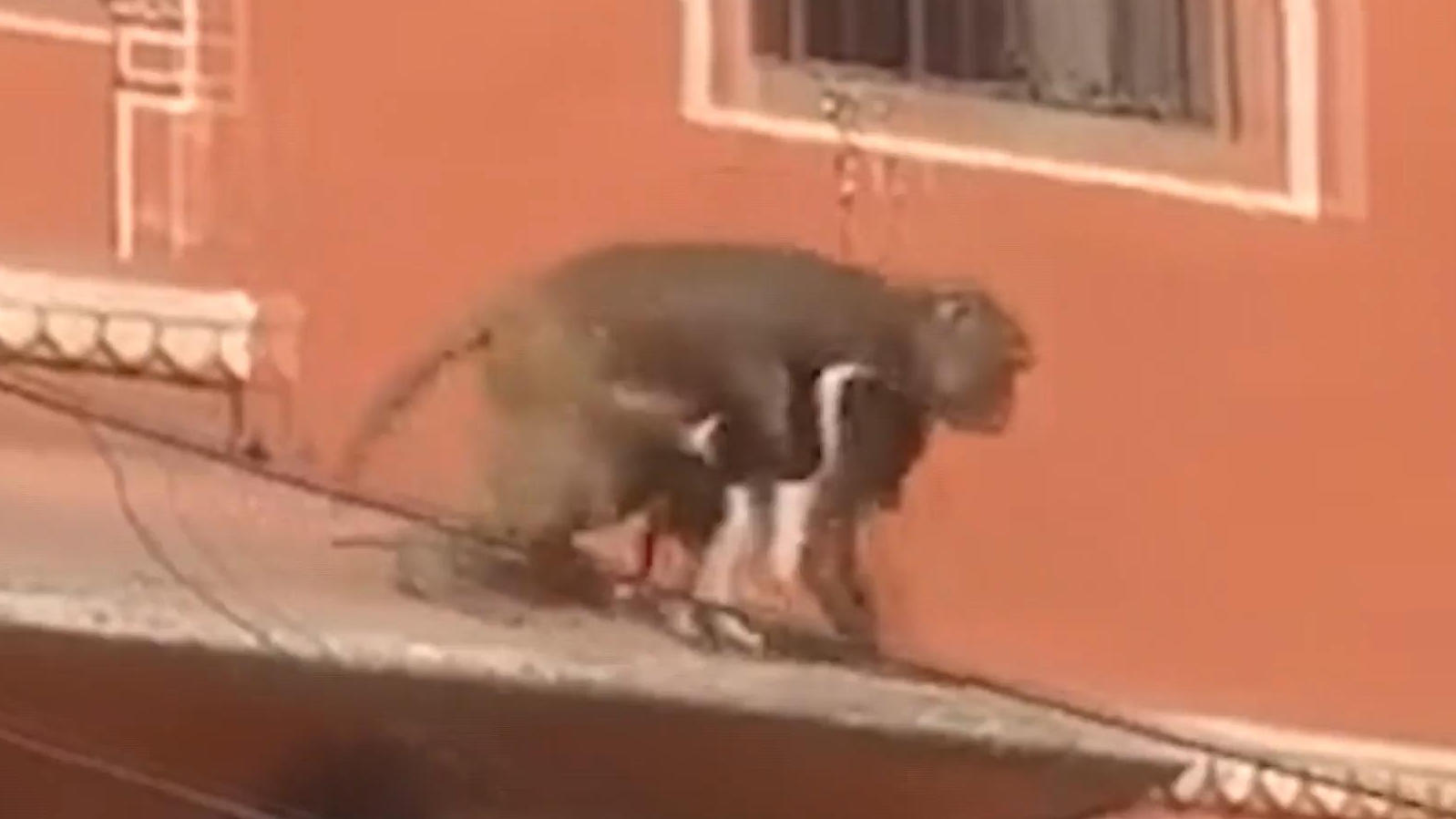 Tierische Entführung - Affe verschleppt süßen Welpen