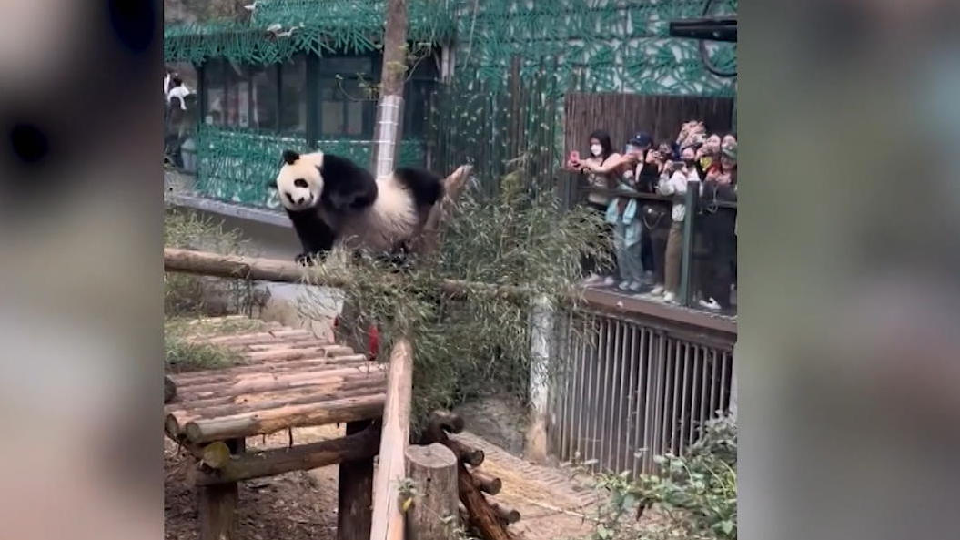 Da bebt der Bambus! - Twerk-Panda zeigt heißen Hüftschwung