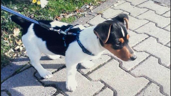 Bodo Ramelow trauert um seinen Hund Attila. Der Hund war in Thüringen selbst ein kleiner Star.