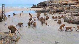 Der berühmte Affenstrand der Ko Phi Phi-Inseln. Hier tümmeln sich die Tiere.