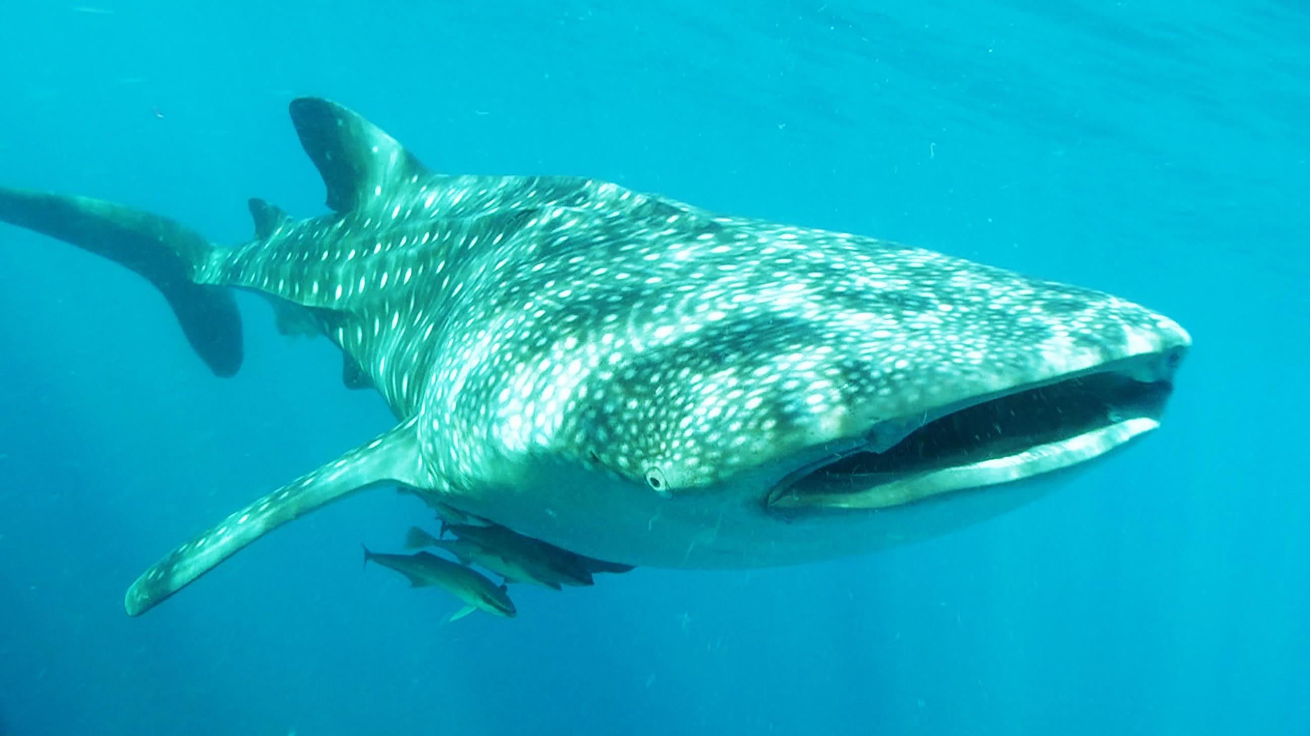 Noch größer als der Riesenhai: Der Walhai ist der größte seiner Art. 