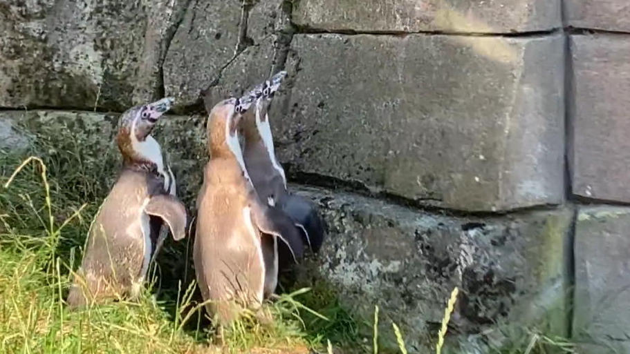 wie-ulkig-reflexion-verdreht-pinguinen-den-kopf