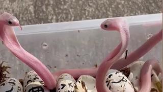 Unerwartet: Der Biss einer Baby-Kobra ist gefährlicher als der einer ausgewachsenen Schlange.