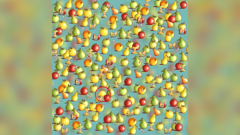 Auf dem Bild sieht man viele Äpfel und Birnen und dazwischen versteckt eine Zitrone, die rot umkreist ist.
