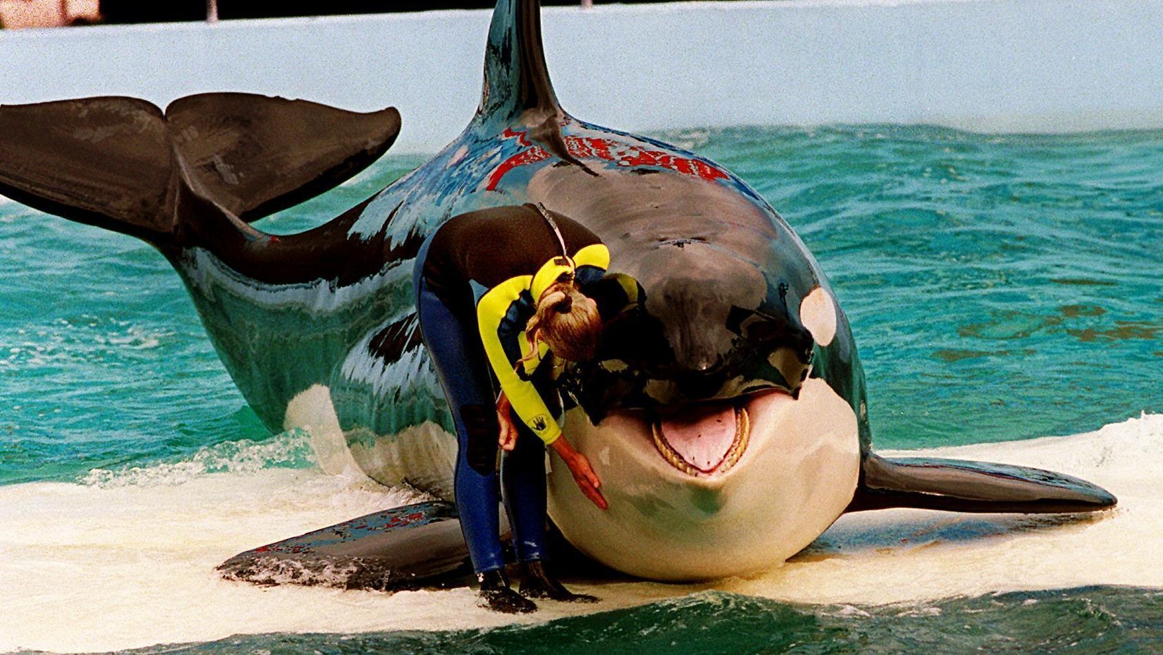 Nach 50 Jahren Gefangenschaft - Orca Lolita könnte ausgewildert werden