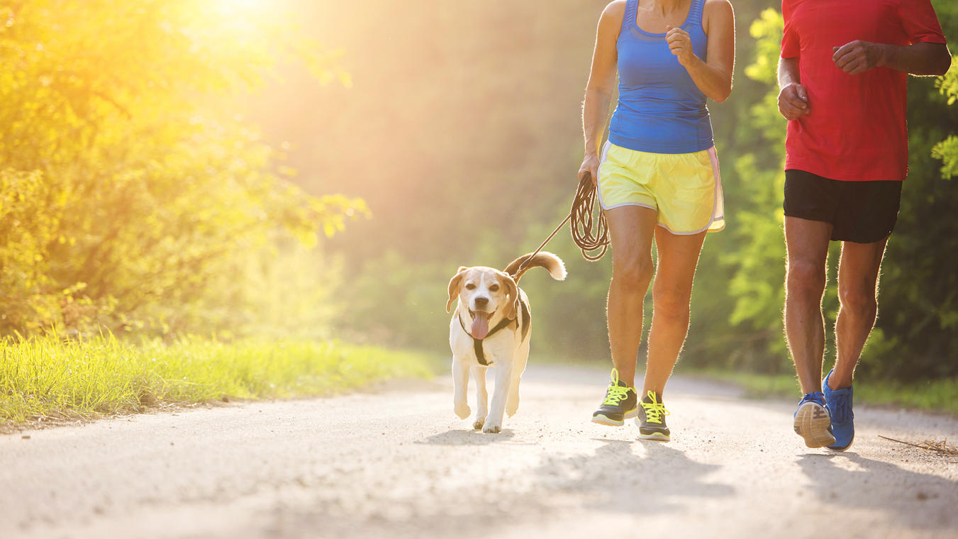mit-vielen-hunden-konnen-sie-problemlos-joggen-doch-fur-manche-rassen-kann-das-training-sogar-lebensgefahrlich-sein
