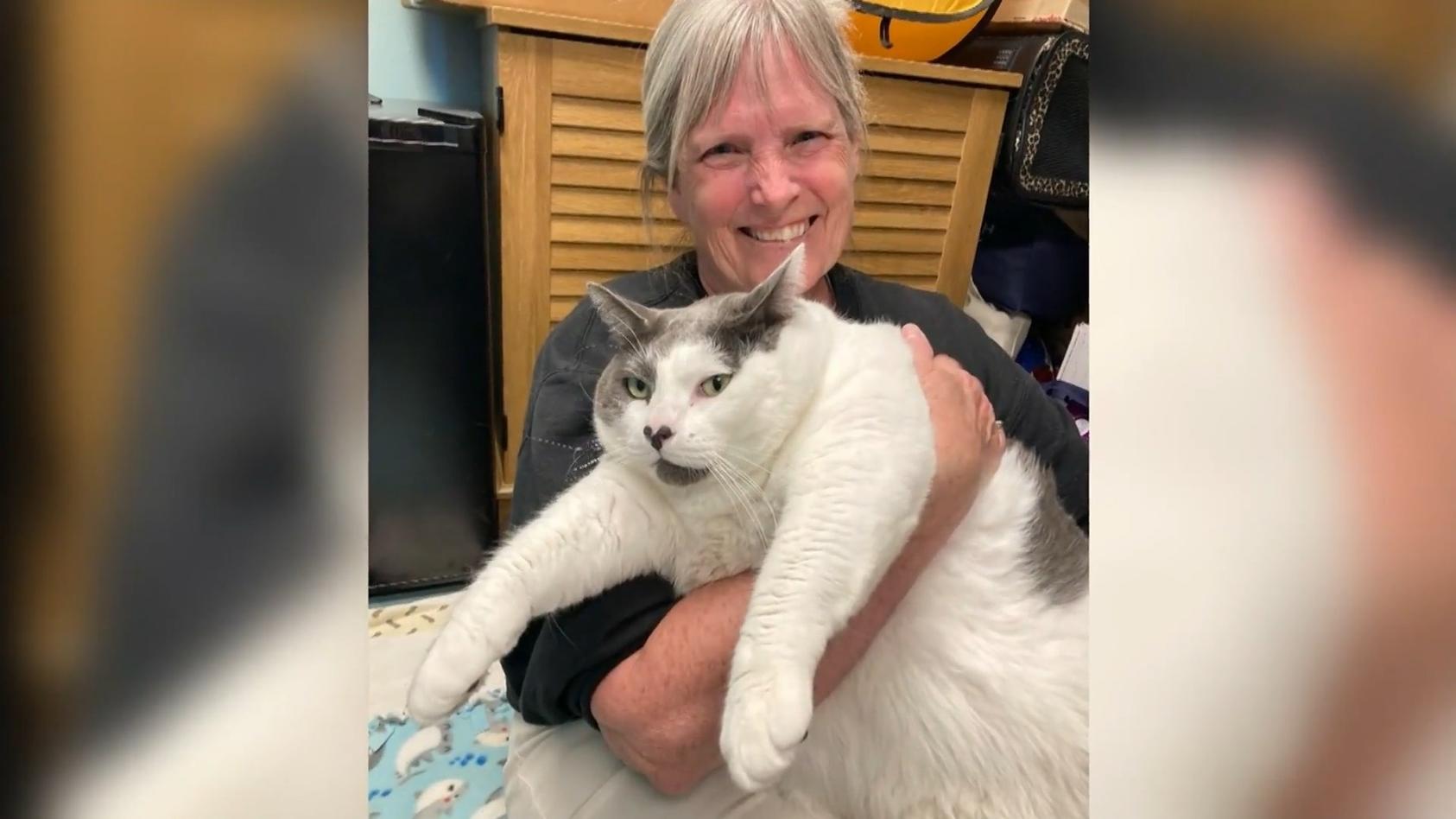 18-Kilo-Katze erfolgreich vermittelt! &amp;quot;Fat Cat&amp;quot; Patches muss ran an den ...