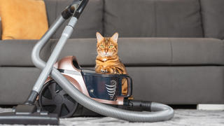 Katze, die sich an einen beutellosen Staubsauger lehnt.