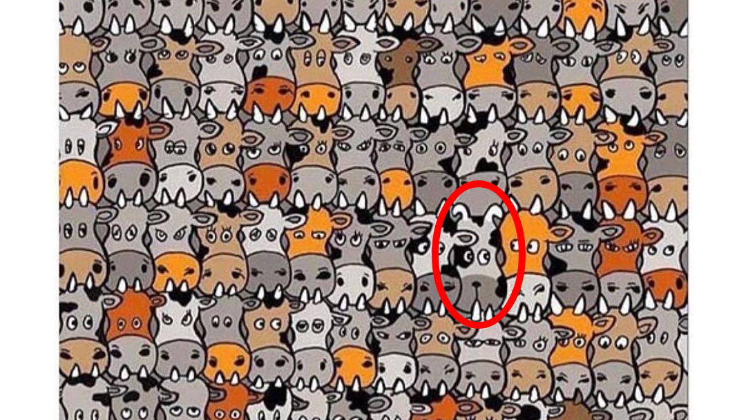 Auflösung Suchbild Hund unter Kühen