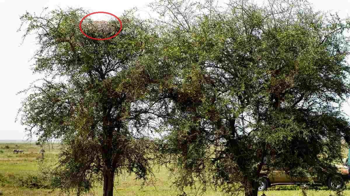 Oben in der Baumkrone hat sich der gut getarnte Leopard versteckt.