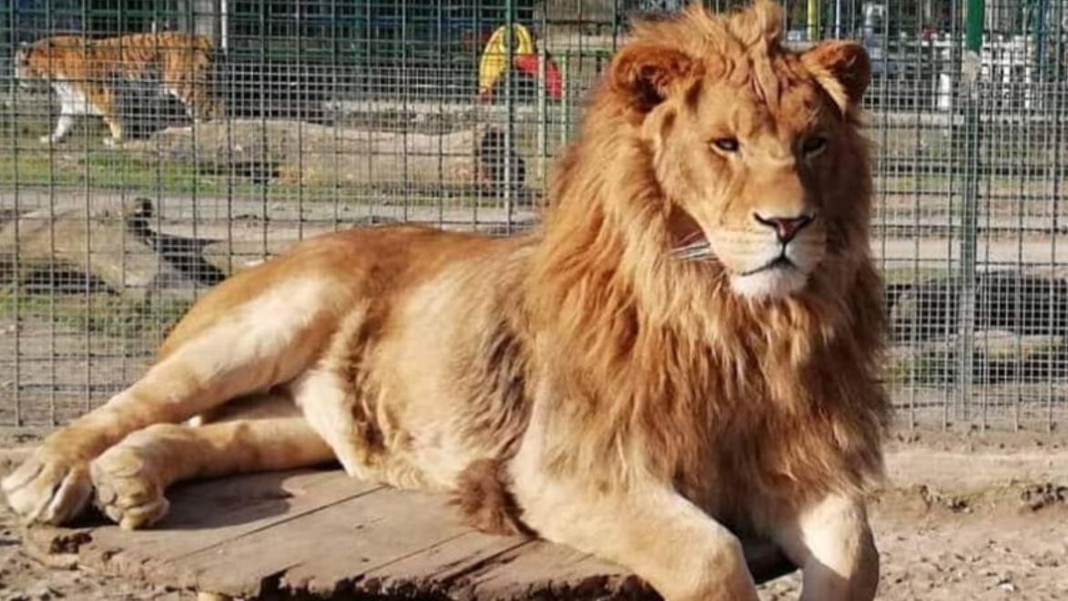 Auf dem Gelände wurden mehrere Löwen und Tiger beschlagnahmt.  (Foto: Instagram/rancpriziline)