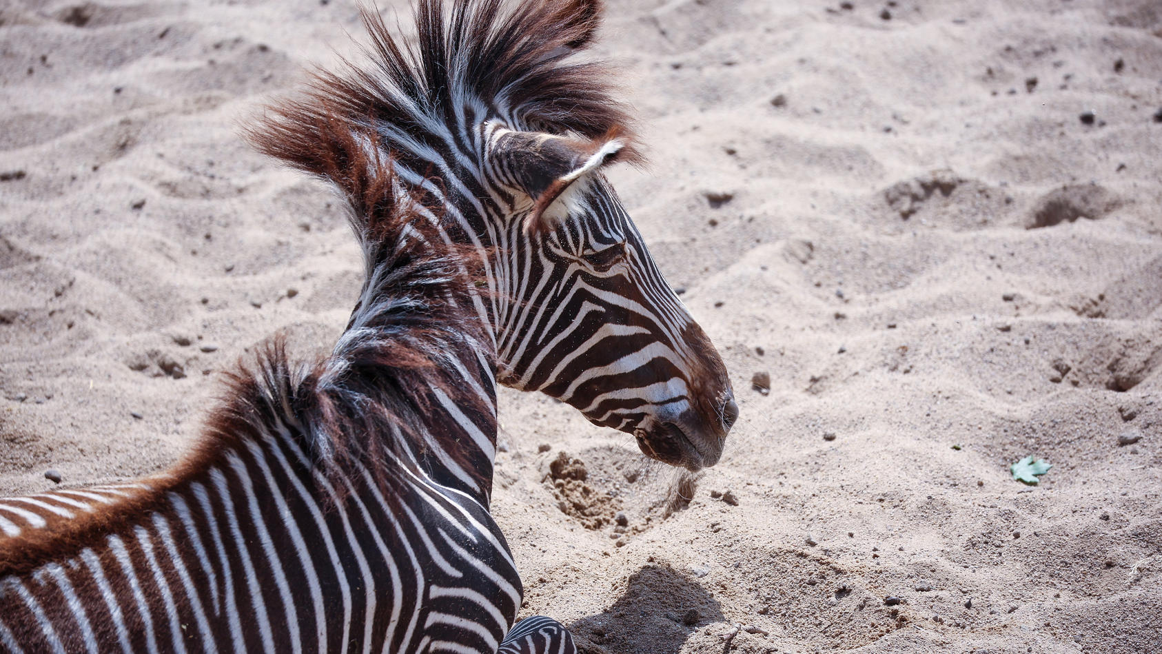 ein-zebra-liegt-im-sand-der-kiwara-savanne-im-leipziger-zoo-der-leipziger-zoo-steht-seit-einigen-tagen-in-scharfer-kritik